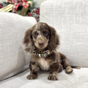 Miniature Dachshund Puppies