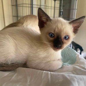Modern Siamese Kittens
