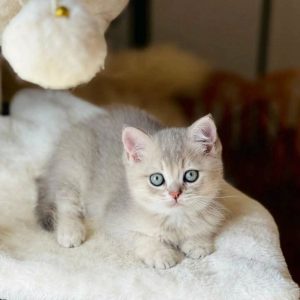 Munchkin Cat Breed