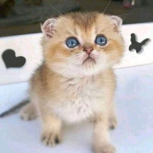 Munchkin Cat