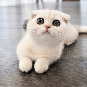 Munchkin Cats