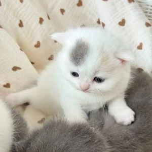 Munchkin Kitten