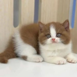 Munchkin Kittens
