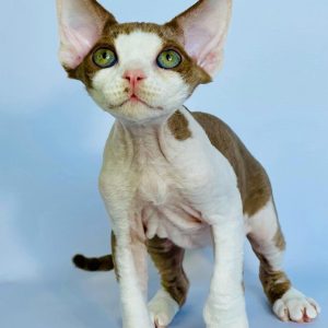 Pedigree Devon Rex Kittens