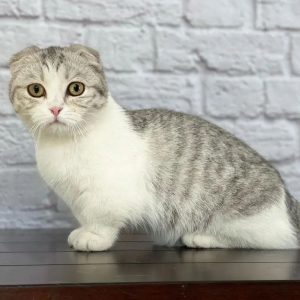 Pedigree Munchkin Kittens
