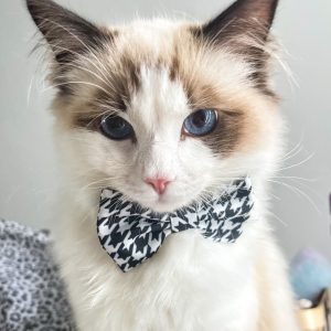 Pedigree Ragdoll Kittens