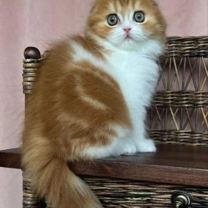 Pedigree Scottish Fold Kittens