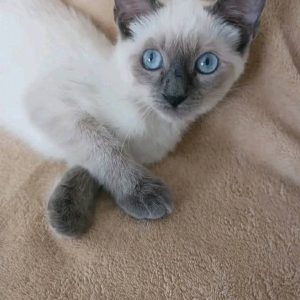 Pedigree Siamese Kittens