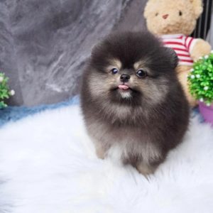 Pet Adoption Center