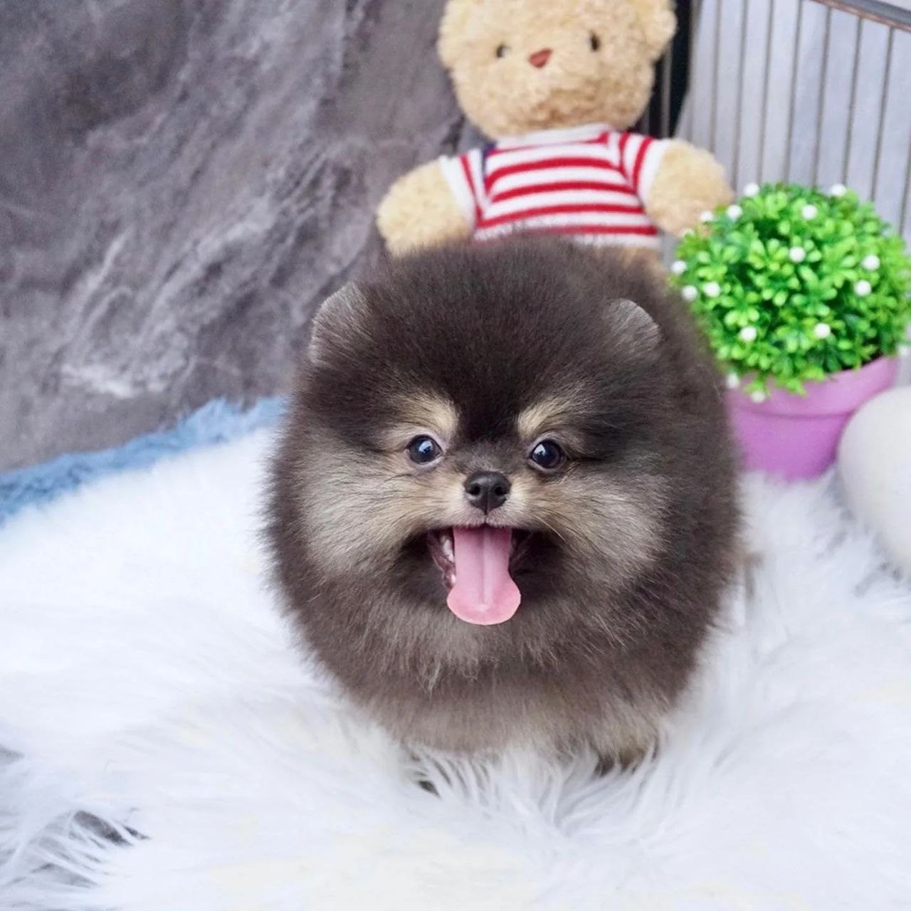 Pet Adoption Center