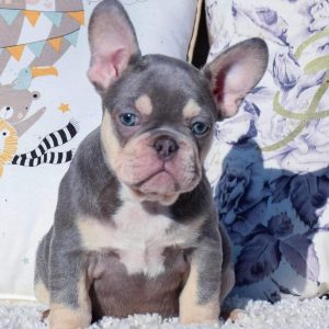 Pet Adoption Rehoming