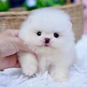 Pet Adoption Services pet