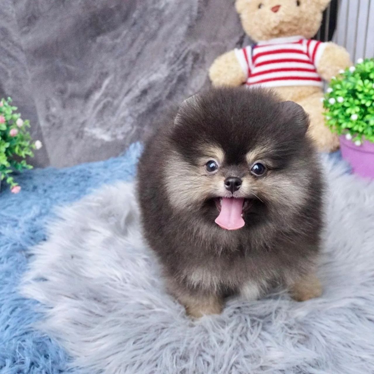 Pet Adoption Center