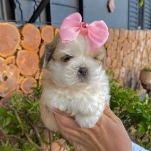 Pet Rescue Puppies adoption