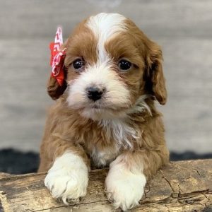 Pet Rescue adoption i