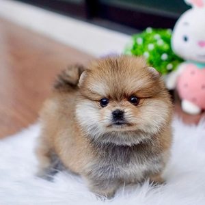 Pets Looking for Homes