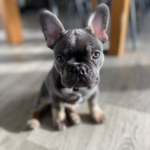 Pets Ready for New Homes