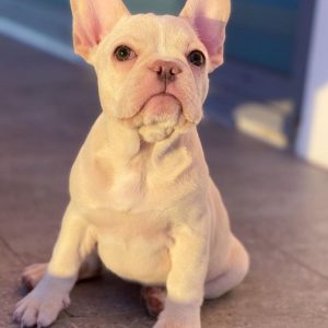 Pets Seeking Forever house