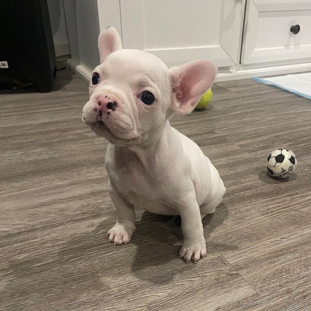 Pets Seeking Forever house