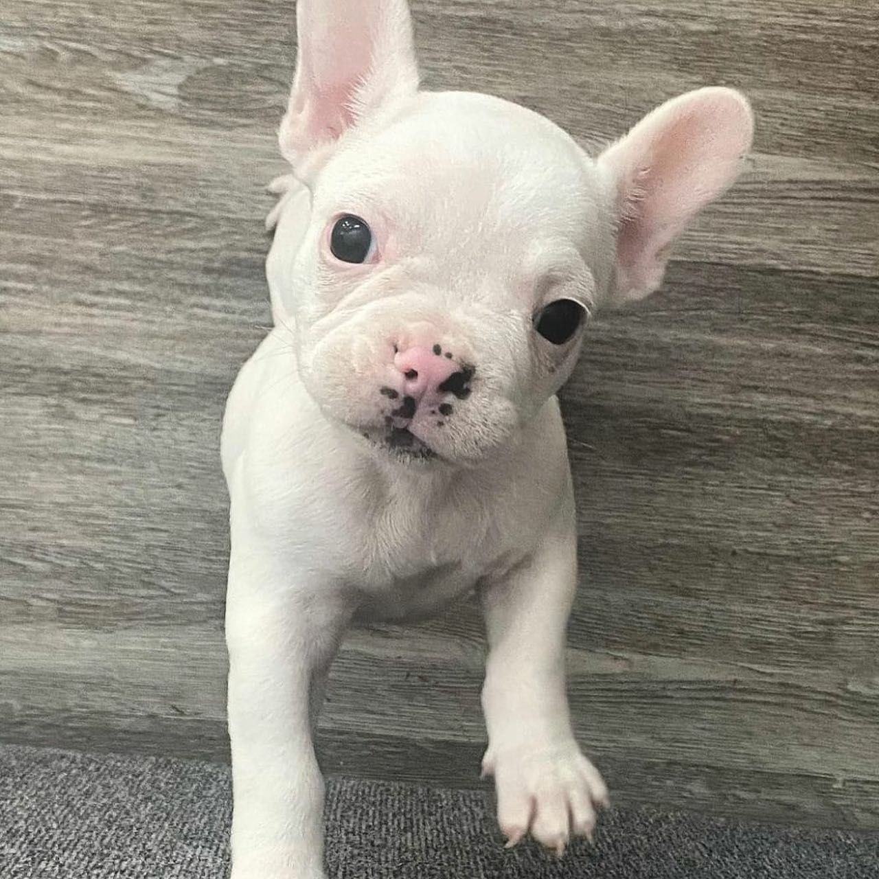 Pets Seeking Forever house