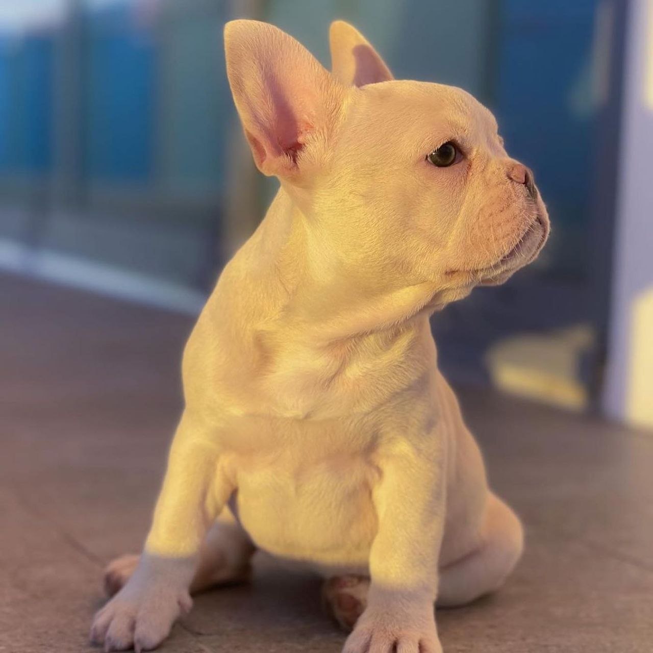 Pets Seeking Forever house