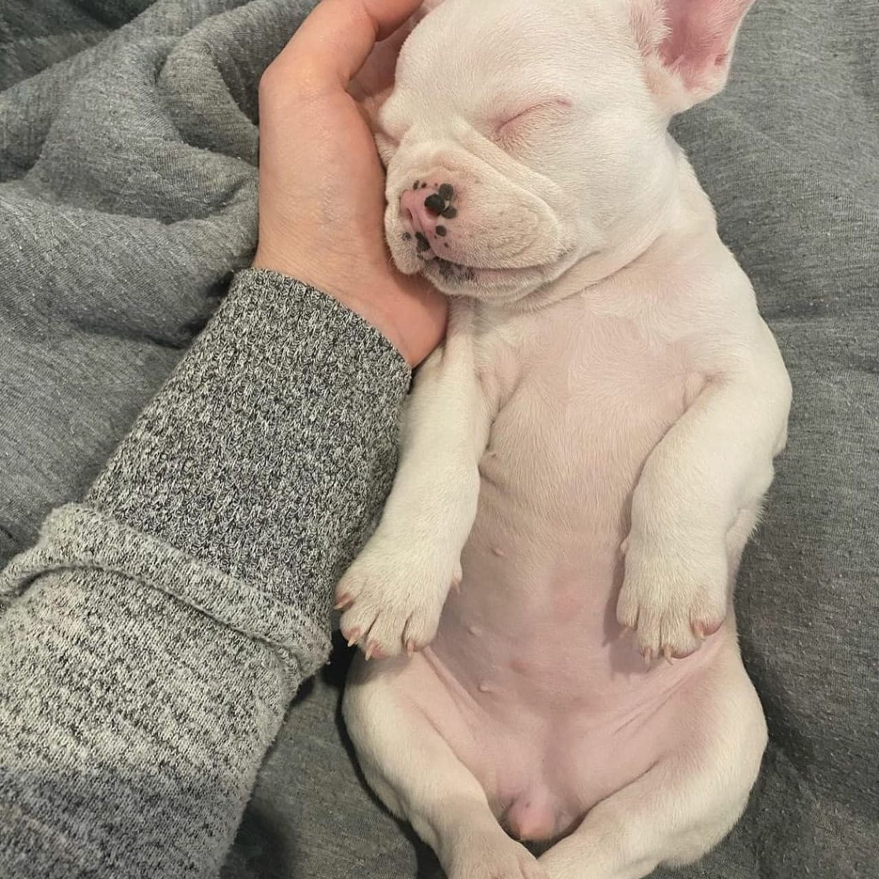 Pets Seeking Forever house