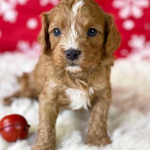 Pets for Adoption Rehoming