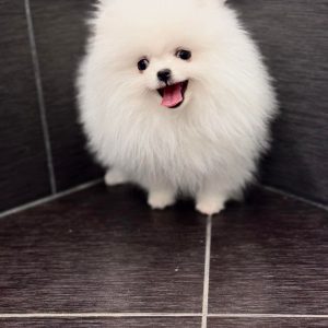 Pom Puppies