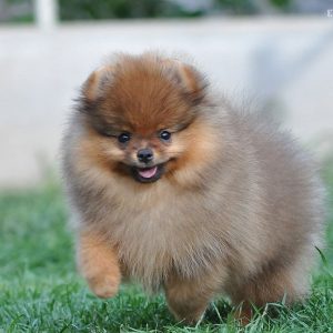 Pom Puppy