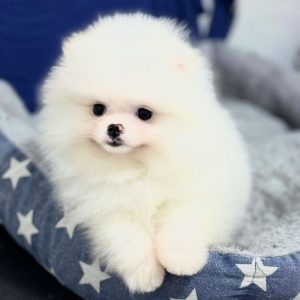 Pomeranian