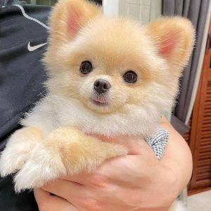 Pomeranian Adoption