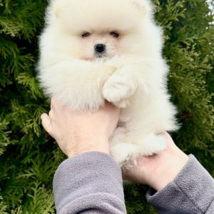 Pomeranian Breed