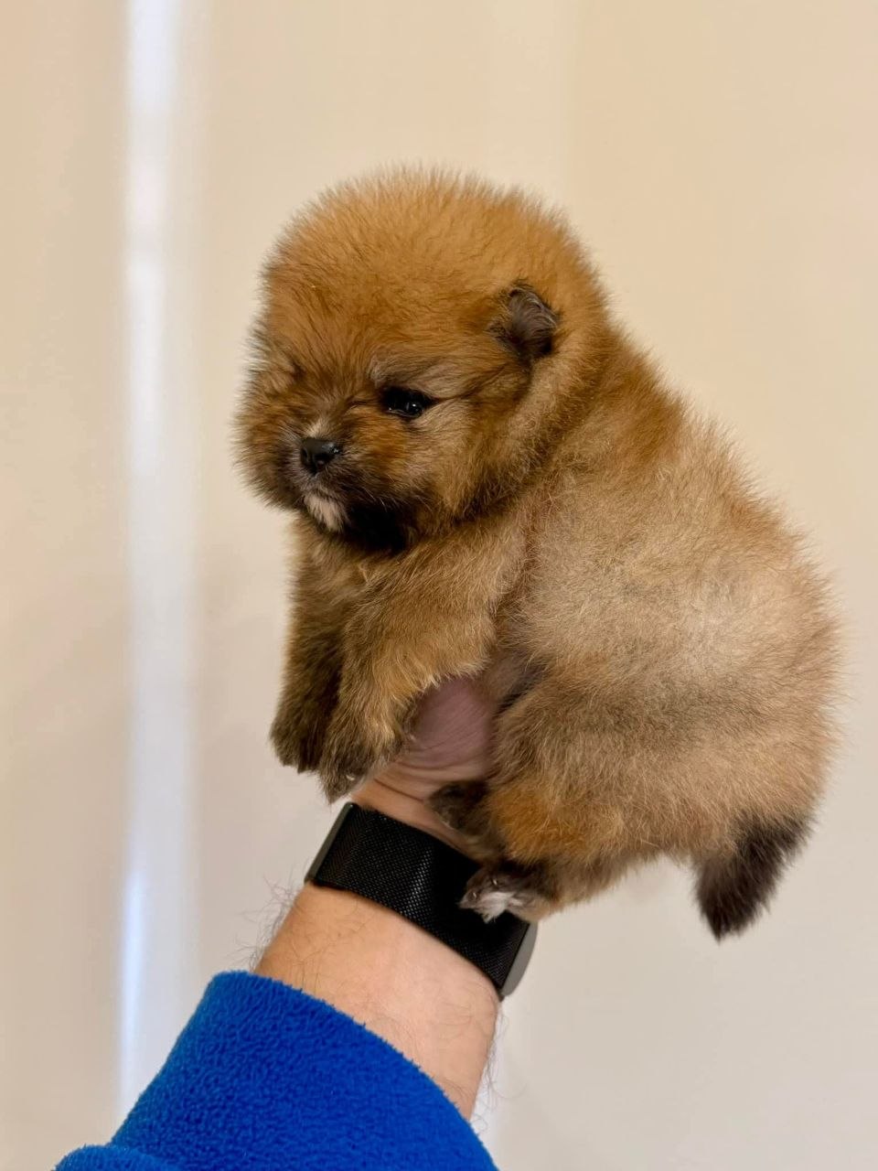 Pomeranian Dog