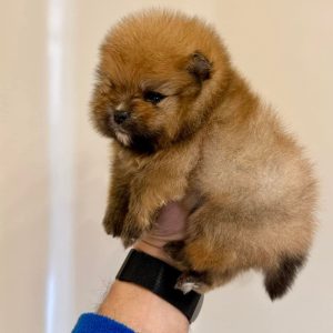 Pomeranian Dog