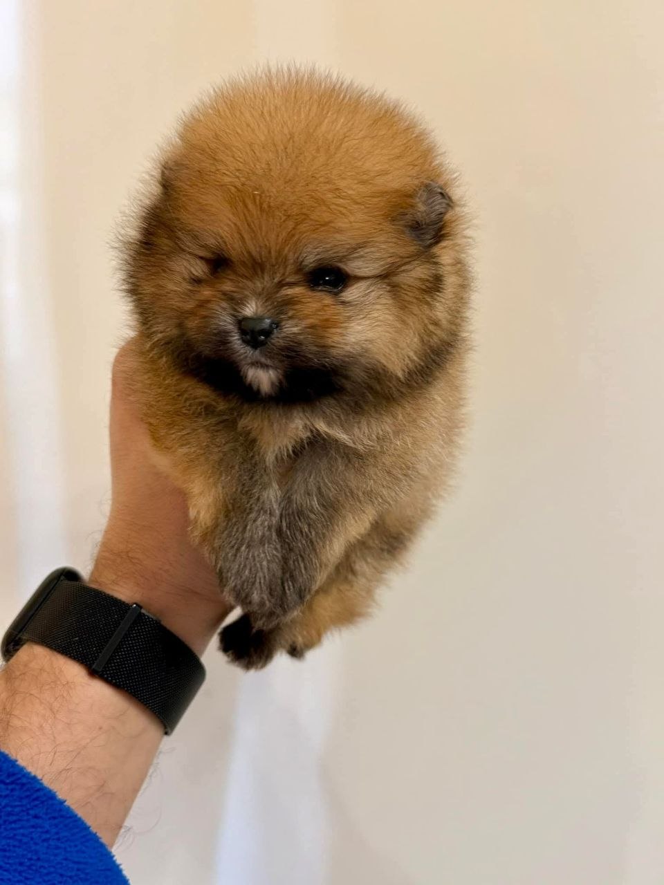 Pomeranian Dog