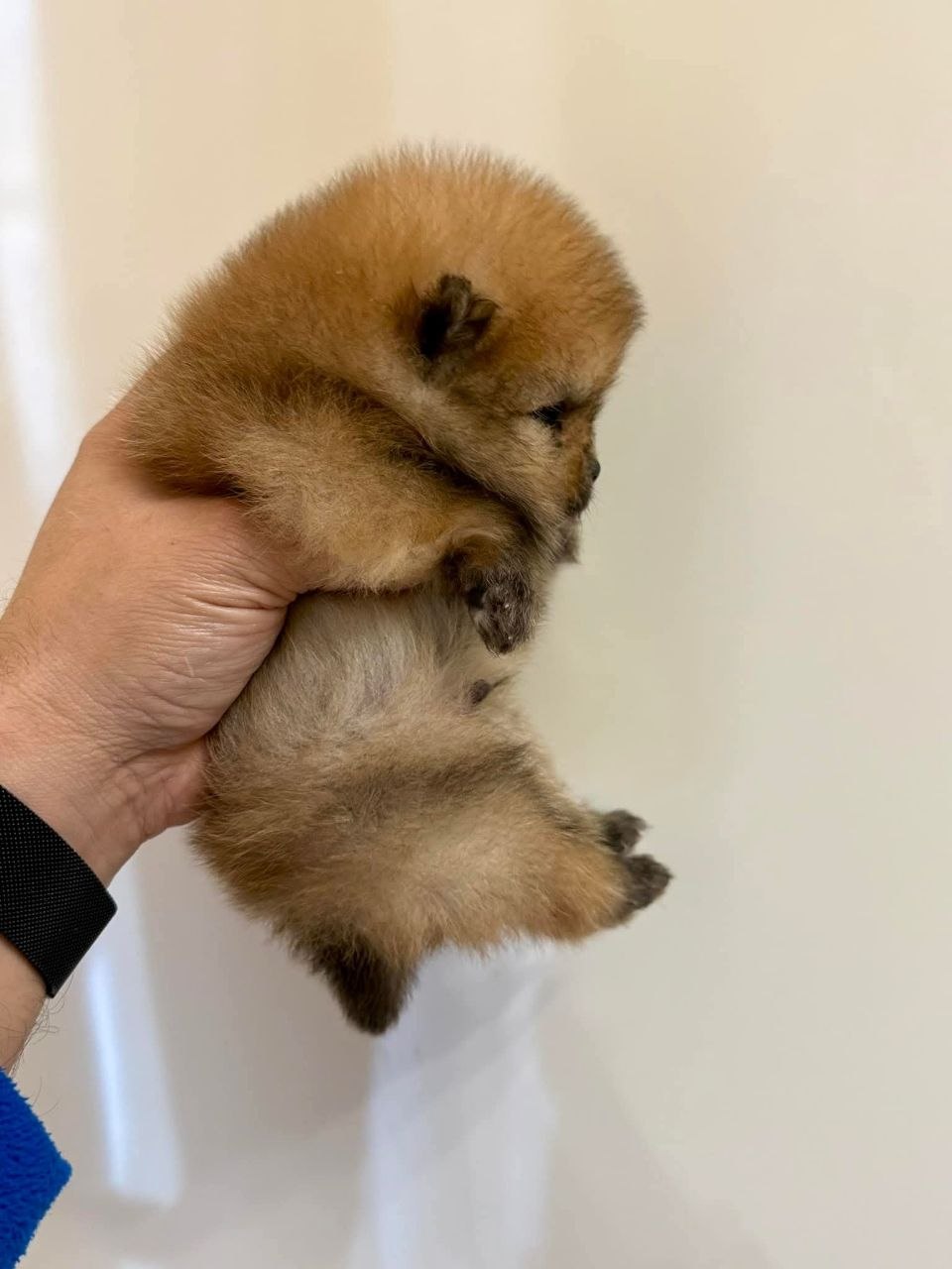 Pomeranian Dog