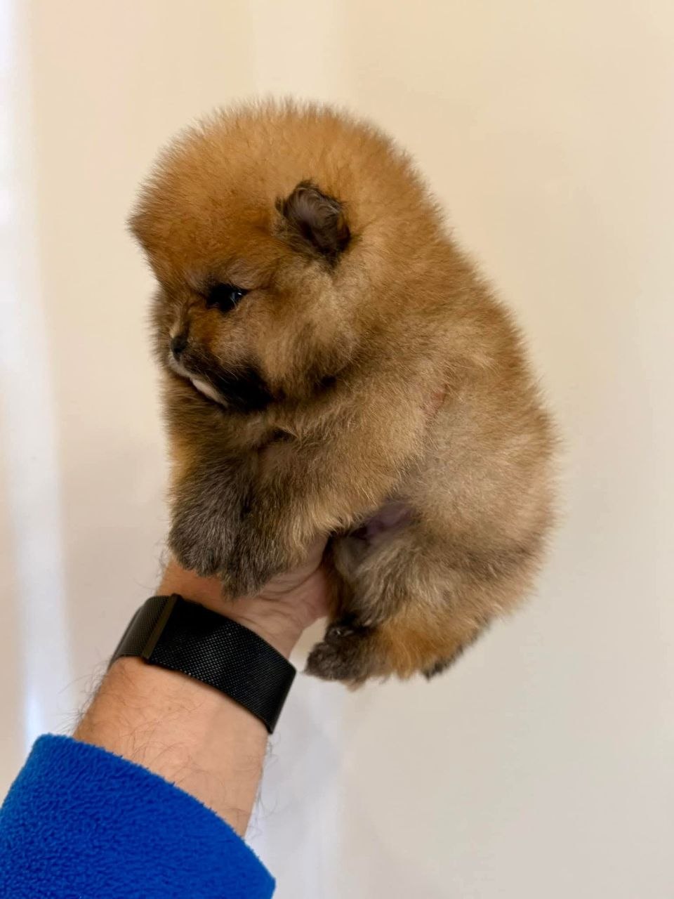 Pomeranian Dog