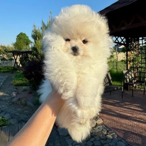 Pomeranian Dogs