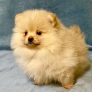 Pomeranian Dogs Available