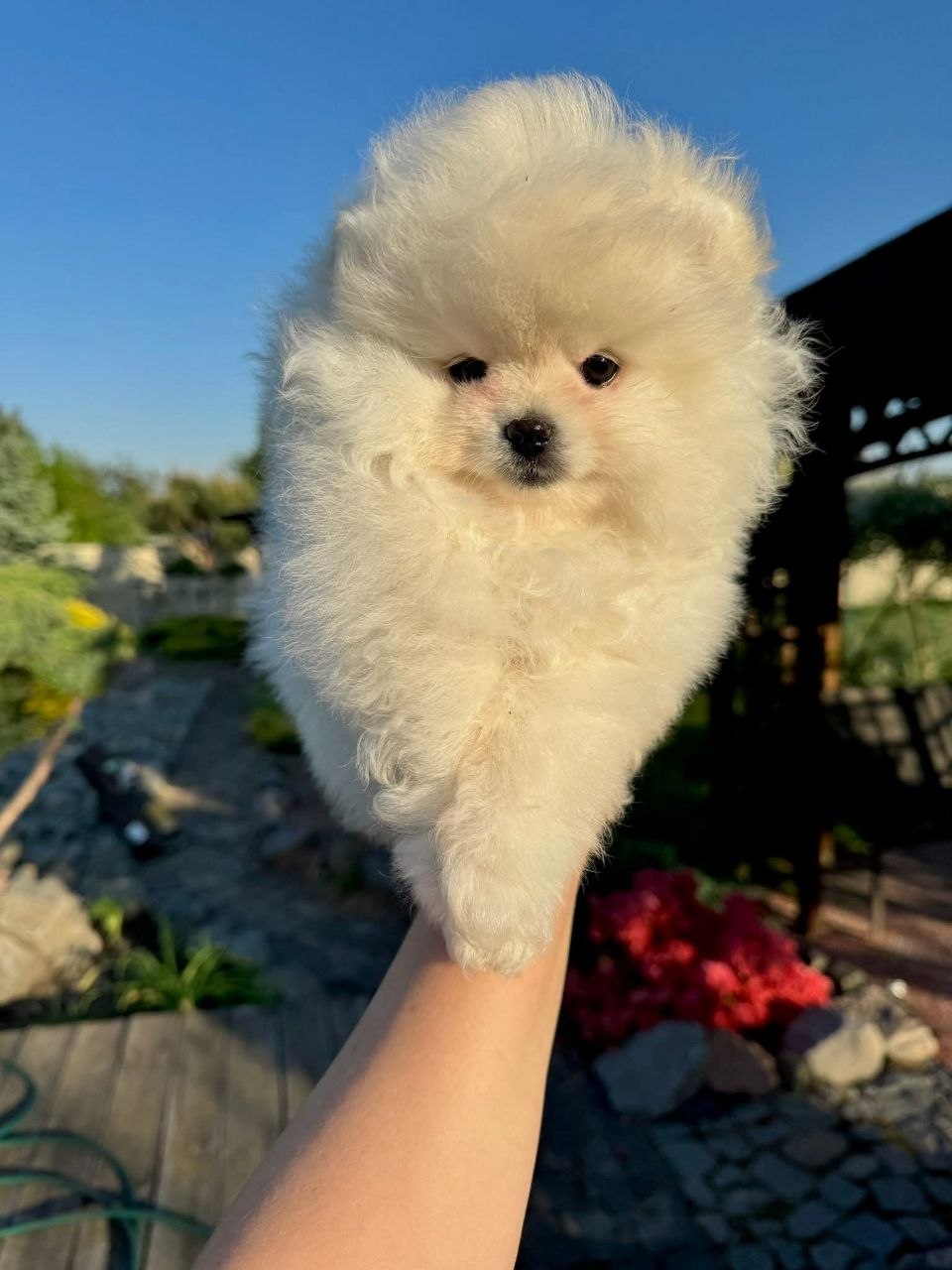 Pomeranian Dogs