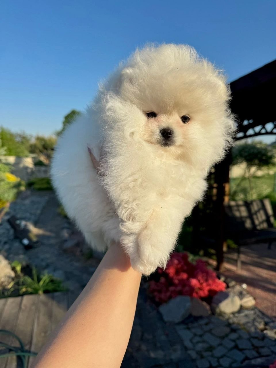 Pomeranian Dogs