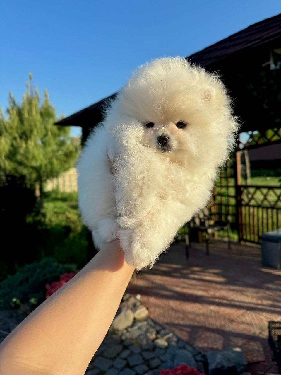 Pomeranian Dogs