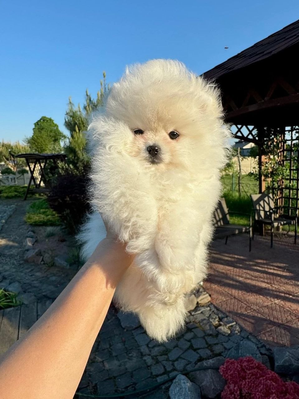 Pomeranian Dogs