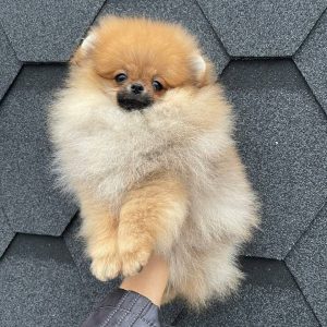 Pomeranian Puppies