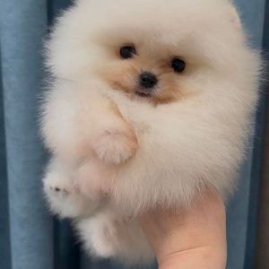 Pomeranian Puppy