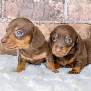 Puppy Rescue Program pets