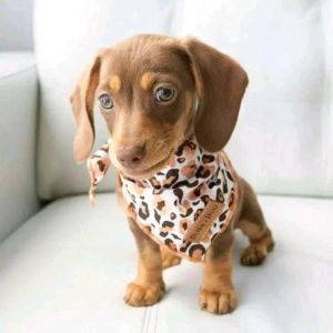 Puppy Rescue Program