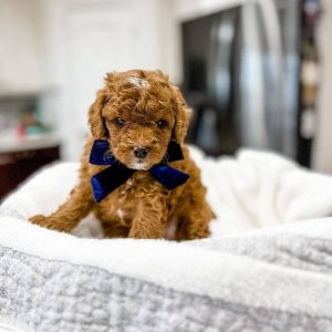 Purebred Cavapoo Puppies