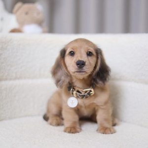 Purebred Dachshund