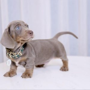 Purebred Dachshund Puppies
